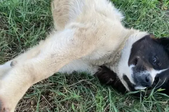 Пропала собака, Хатассы, Центр. ул. 27