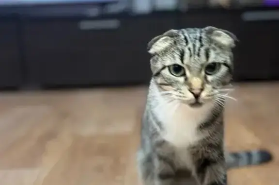 Кошки потеряшки, Узловая, фото: Потеряшка кошка, Энгельса 6А, Узловая