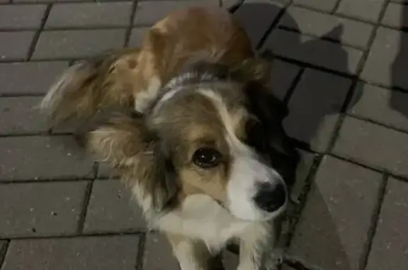 Собака найдена: Брест, пер. Брестских дивизий, 11