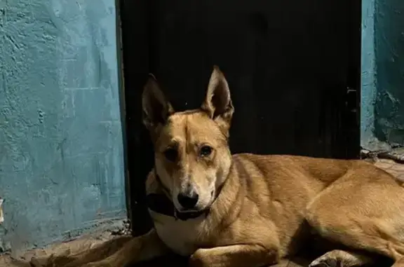 Найдена собака, Сущёвское, фото: Собака найдена, 34К-124, Сущёвское 5