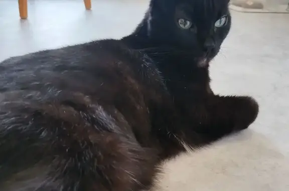 Кошка найдена: ул. Фучика, 106, Казань