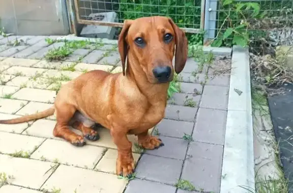 Собака найдена: Авиационная ул., 23, Липецк