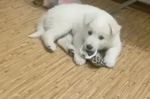 Кошка найдена, Кемерово, Кемеровская обл.