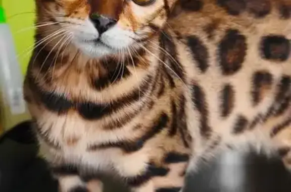 Кошки потеряшки, , фото: Потеряшка бенгальская кошка, Южная 16