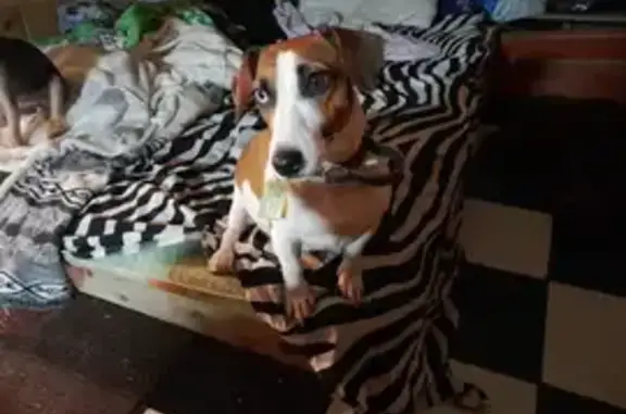 Собаки потеряшки, , фото: Потеряшка собака, ул. Винодела Егорова, 27