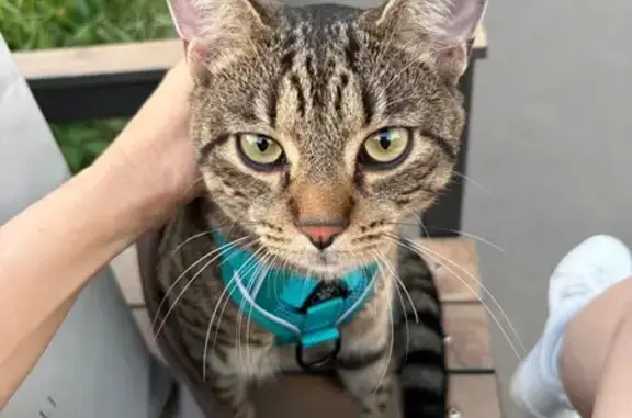 Кошка найдена: Настасьинский пер., 5, Москва