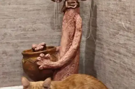 Кошки потеряшки, Красноярск, фото: Потеряшка кот Рыжик, ул. 78-й ДБ, 7, Крск