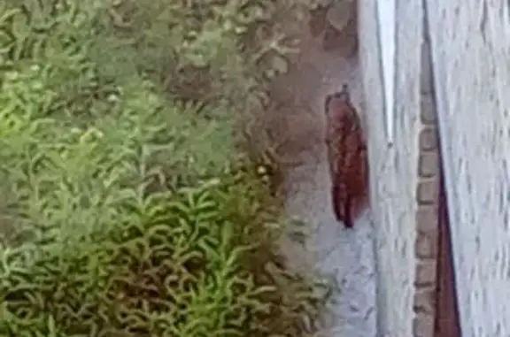 Крупная кошка найдена на Азина, Екб