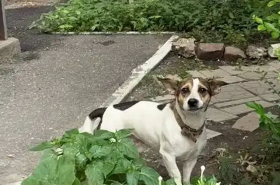 Найдена собака, Астрахань, фото: Найдена собака, Боевая ул. 126 к10, Астрахань