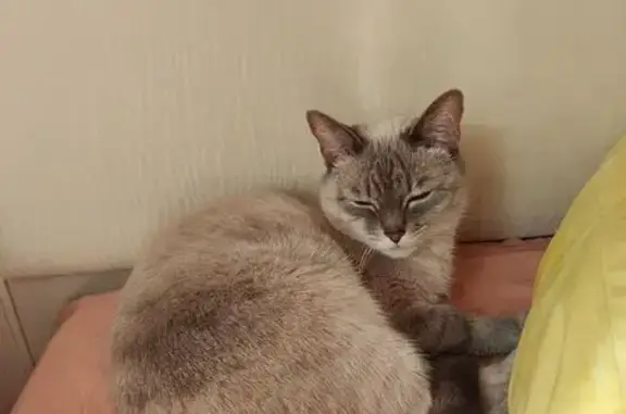 Кошки потеряшки, Тюмень, фото: Потеряшка кошка, ул. Мира, 57, Тюмень