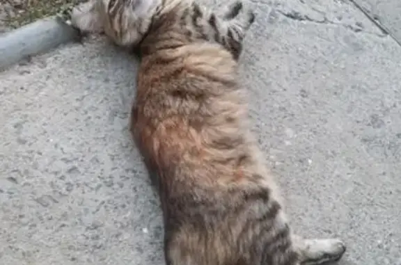 Пропала кошка на Истринской, 57, Волгоград