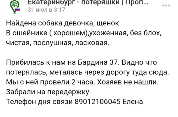 Найдена собака, Екатеринбург, фото: Собака найдена: пр. Ленина, Екатеринбург