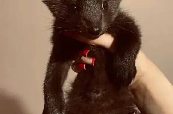 Потерянные животные Барнаул, фото: Пропал коричневый кот, Попова 72, Барнаул