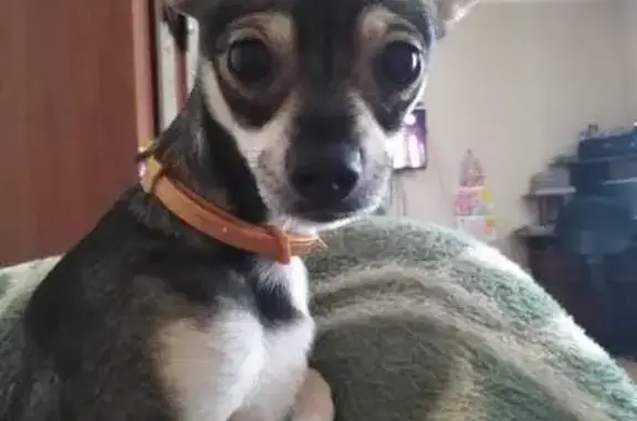 Собаки потеряшки, Липецк, фото: Потеряшка собака, ул. Шкатова 1, Липецк