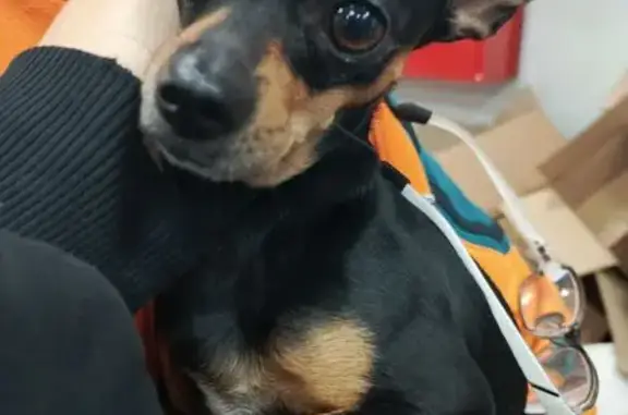 Собака найдена: Вокзальная ул., Томск