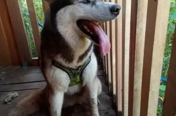 Найдена собака, , фото: Найдена хаски, ул. Липовая Роща, 10/1