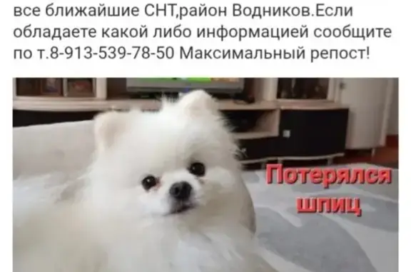 Собаки потеряшки, Красноярск, фото: Потеряшка собака, Красивая ул., Красноярск