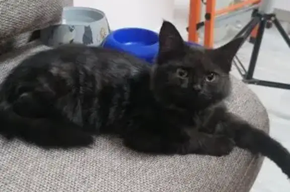 Найдена кошка у проспекта Космонавтов, 68