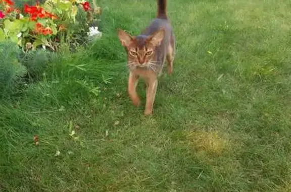 Пропала кошка, Орехово, Ленобласть