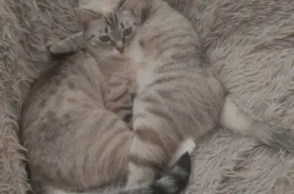 Кошки потеряшки, Нижний Новгород, фото: Потеряшка тайская кошка, Рулевой пер., 7