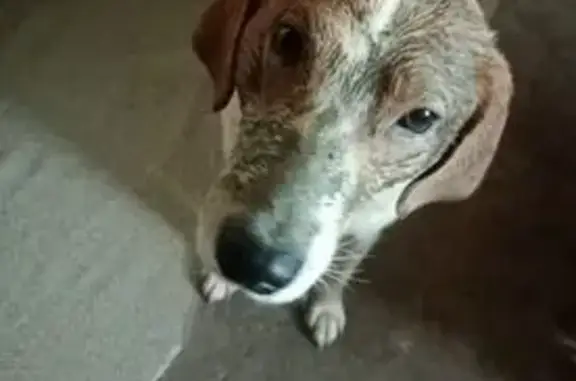 Пропала собака, Ульяновская ул., 16