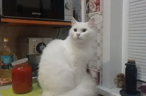 Найдена кошка, ул. Егорова 9, Владимир