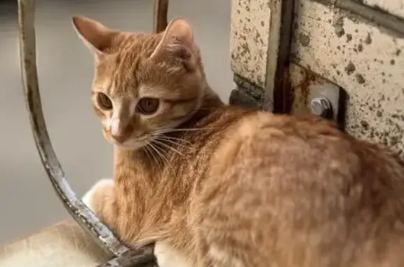 Кошки потеряшки, Ставрополь, фото: Потеряшка кошка, Андреевская 2, Ставрополь