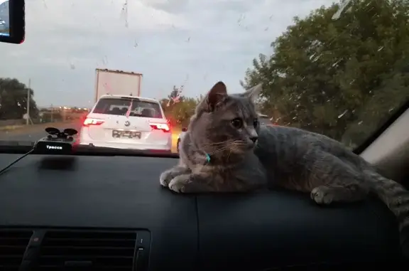 Кошки потеряшки, Висловка, фото: Потеряшка кошка, Висловка, Красильникова 21