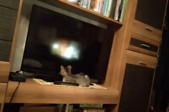 Пропала кошка, Пермский край