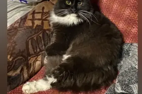 Кошки потеряшки, Новокузнецк, фото: Потеряшка кошка, Вокзальная 8, Новокузнецк