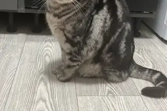 Кот найден: ул. Ивана Черных, 109/1, Томск