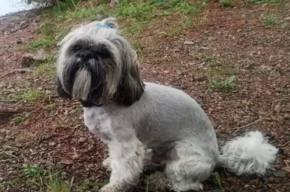 Собаки потеряшки, Ангарск, фото: Потеряшка собака, 17 Ангарск