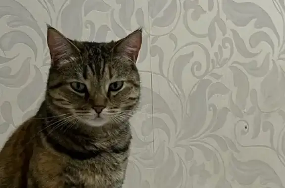 Кошки потеряшки, Казань, фото: Потеряшка кошка, ул. Завойского, 25, Казань