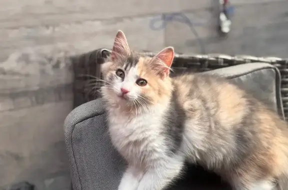 Пропала кошка Буся, МО, 4 мес.