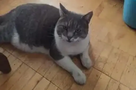 Найдена кошка, Петрозаводск, фото: Кот найден: Берёзовая аллея, Петрозаводск