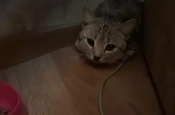 Кошка сбита на ул. Судейского, Тула