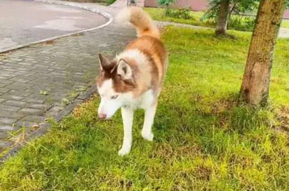 Собака найдена: ул. Громовой, 125, Калининград