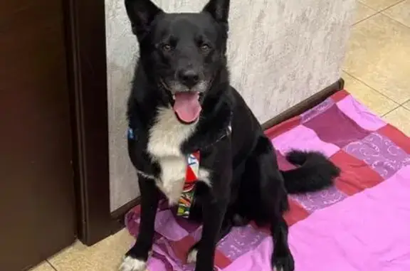 Найдена собака, , фото: Собака найдена в Подборовье, Л.О.