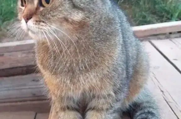 Найдена кошка, Луга, фото: Кошка найдена: Горная ул., 35А, Луга