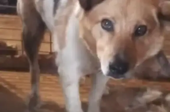 Найденные животные Камышлов, фото: Собака найдена: ул. Ленина 30, Камышлов