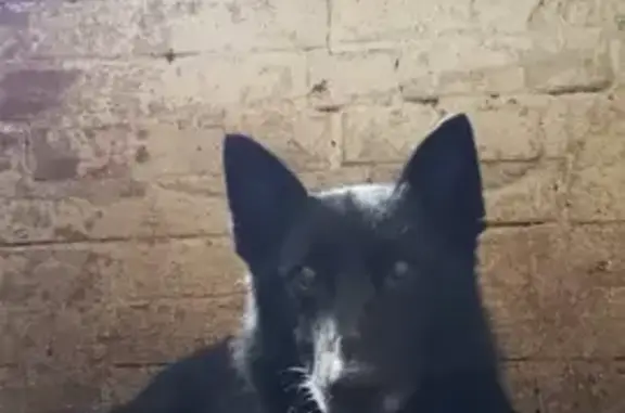 Найденные животные Камышлов, фото: Собака найдена: Ирбитская 66, Камышлов