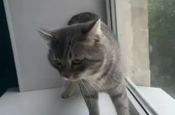 Толстый кот найден: ул. Фрунзе, 20, Екб