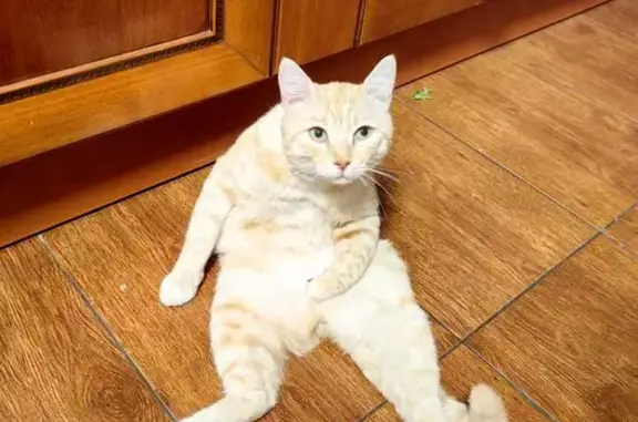 Пропала кошка, ул. Гурьева, 144, Ленино