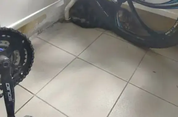 Кошка найдена: ул. Мечникова, 1И, Томск