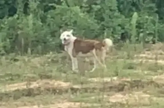 Собака найдена: Пятницкое ш., Голубое