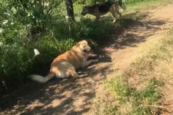 Найдена собака, Чепчуги, фото: Собаки найдены в Чепчугах, Татарстан