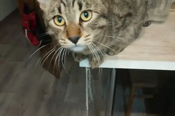 Кошки потеряшки, Ангарск, фото: Потеряшка кошка, Набережная ул., Ангарск