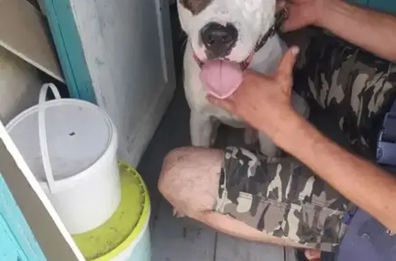 Найдена собака, ул. Радищева 9, Ставрополь