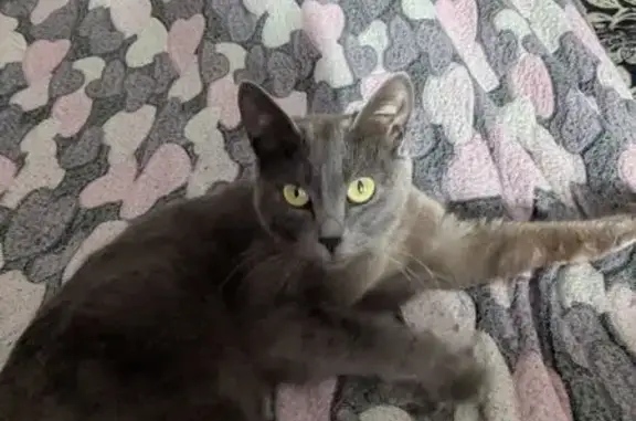 Кошка найдена: ул. Баумана 216, Иркутск