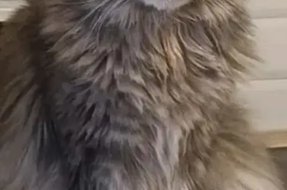 Кошки потеряшки, Тюмень, фото: Потеряшка кошка на Калужской, 74, Тюмень